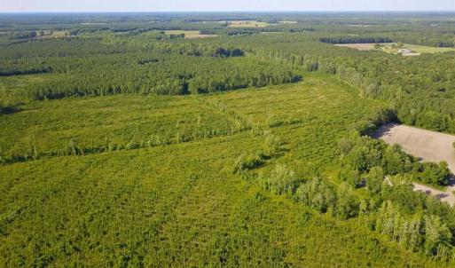 Photo of 297 Acres of Timber and Hunting Land For Sale in Gates County NC and Suffolk VA!