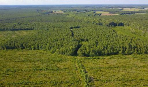 Photo of 297 Acres of Timber and Hunting Land For Sale in Gates County NC and Suffolk VA!