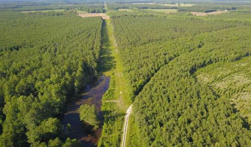 Photo of 297 Acres of Timber and Hunting Land For Sale in Gates County NC and Suffolk VA!
