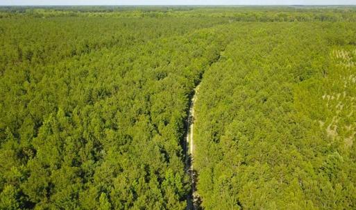 Photo of 297 Acres of Timber and Hunting Land For Sale in Gates County NC and Suffolk VA!