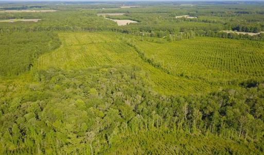 Photo of 297 Acres of Timber and Hunting Land For Sale in Gates County NC and Suffolk VA!