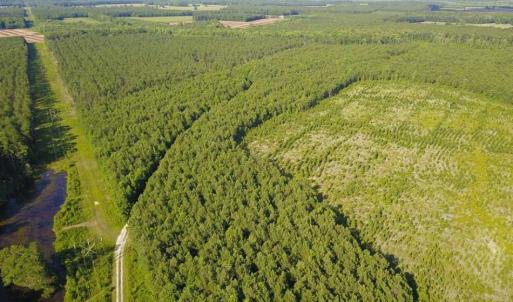Photo of 297 Acres of Timber and Hunting Land For Sale in Gates County NC and Suffolk VA!