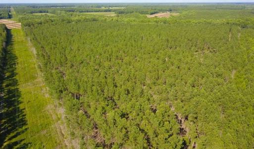 Photo of 297 Acres of Timber and Hunting Land For Sale in Gates County NC and Suffolk VA!