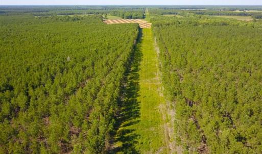 Photo of 297 Acres of Timber and Hunting Land For Sale in Gates County NC and Suffolk VA!