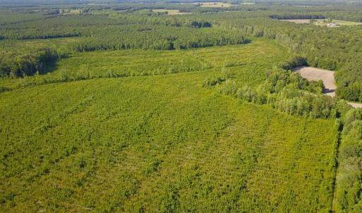 Photo of 297 Acres of Timber and Hunting Land For Sale in Gates County NC and Suffolk VA!
