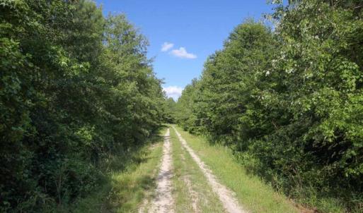 Photo of 297 Acres of Timber and Hunting Land For Sale in Gates County NC and Suffolk VA!