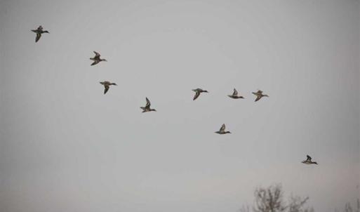 Photo of 564 Acres of Hunting Land For Sale in Hyde County NC!