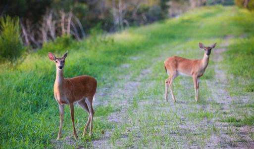 Photo of 564 Acres of Hunting Land For Sale in Hyde County NC!
