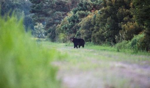 Photo of 564 Acres of Hunting Land For Sale in Hyde County NC!