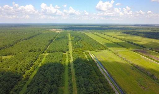 Photo of 564 Acres of Hunting Land For Sale in Hyde County NC!