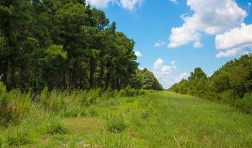 Photo of 564 Acres of Hunting Land For Sale in Hyde County NC!