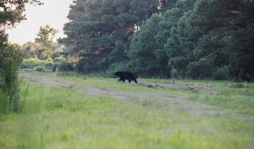 Photo of 564 Acres of Hunting Land For Sale in Hyde County NC!