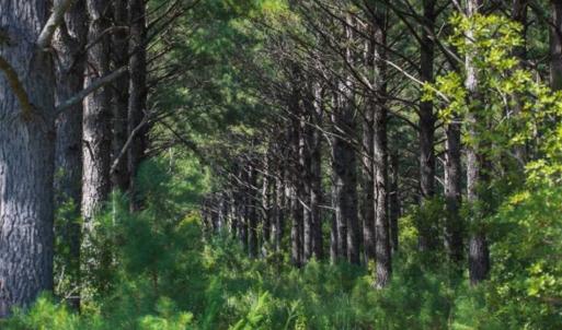 Photo of 564 Acres of Hunting Land For Sale in Hyde County NC!