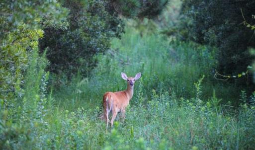 Photo of 564 Acres of Hunting Land For Sale in Hyde County NC!