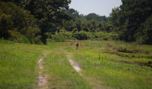 Photo of 564 Acres of Hunting Land For Sale in Hyde County NC!