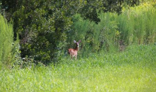 Photo of 564 Acres of Hunting Land For Sale in Hyde County NC!
