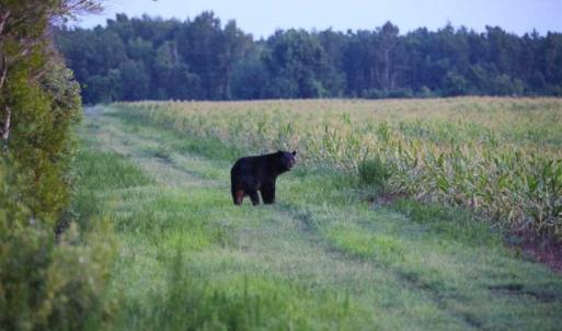 Photo of 564 Acres of Hunting Land For Sale in Hyde County NC!