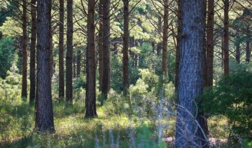Photo of 564 Acres of Hunting Land For Sale in Hyde County NC!