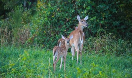 Photo of 564 Acres of Hunting Land For Sale in Hyde County NC!