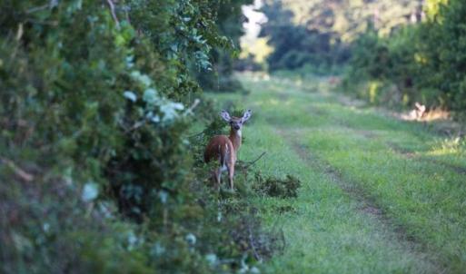 Photo of 564 Acres of Hunting Land For Sale in Hyde County NC!