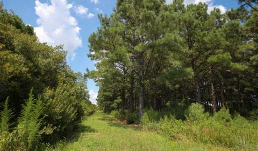 Photo of 564 Acres of Hunting Land For Sale in Hyde County NC!