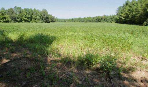 Photo of 200 Acres of Hunting Timberland and Agriculture Land For Sale with Pond in Warren County NC!