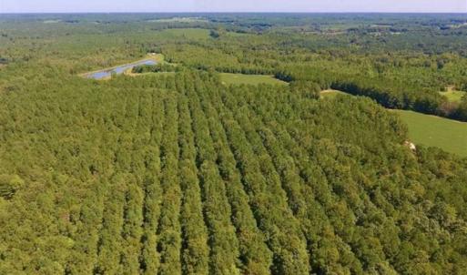 Photo of 200 Acres of Hunting Timberland and Agriculture Land For Sale with Pond in Warren County NC!