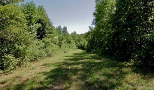 Photo of 200 Acres of Hunting Timberland and Agriculture Land For Sale with Pond in Warren County NC!