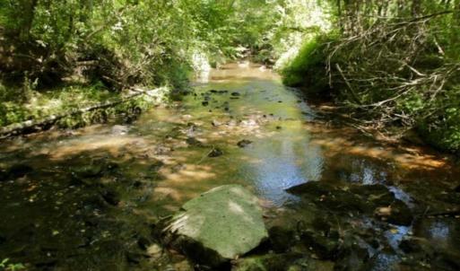 Photo of 200 Acres of Hunting Timberland and Agriculture Land For Sale with Pond in Warren County NC!