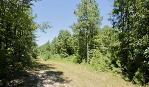 Photo of 200 Acres of Hunting Timberland and Agriculture Land For Sale with Pond in Warren County NC!