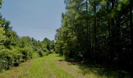 Photo of 200 Acres of Hunting Timberland and Agriculture Land For Sale with Pond in Warren County NC!