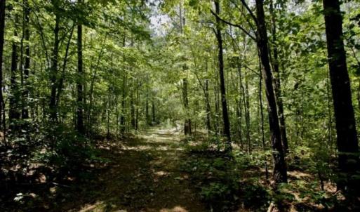 Photo of 200 Acres of Hunting Timberland and Agriculture Land For Sale with Pond in Warren County NC!