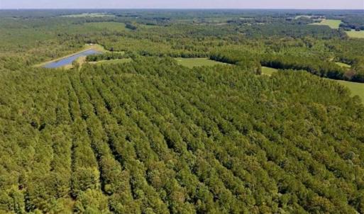 Photo of 200 Acres of Hunting Timberland and Agriculture Land For Sale with Pond in Warren County NC!