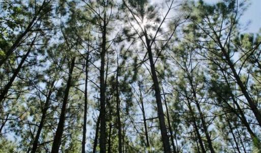 Photo of 200 Acres of Hunting Timberland and Agriculture Land For Sale with Pond in Warren County NC!