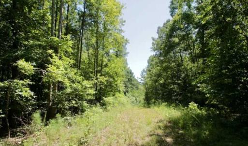 Photo of 200 Acres of Hunting Timberland and Agriculture Land For Sale with Pond in Warren County NC!
