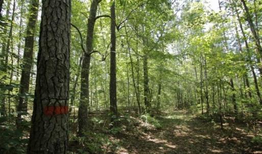 Photo of 200 Acres of Hunting Timberland and Agriculture Land For Sale with Pond in Warren County NC!