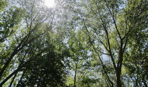 Photo of 200 Acres of Hunting Timberland and Agriculture Land For Sale with Pond in Warren County NC!