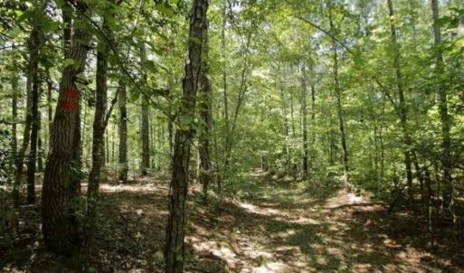 Photo of 200 Acres of Hunting Timberland and Agriculture Land For Sale with Pond in Warren County NC!
