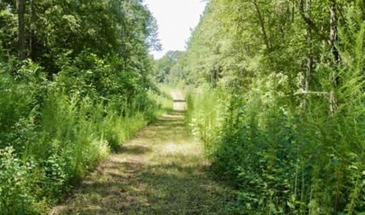 Photo of 200 Acres of Hunting Timberland and Agriculture Land For Sale with Pond in Warren County NC!