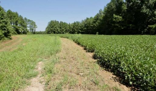 Photo of 200 Acres of Hunting Timberland and Agriculture Land For Sale with Pond in Warren County NC!