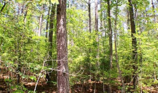Photo of SOLD!!  5 Acres of Residential Land For Sale in Dinwiddie County VA!