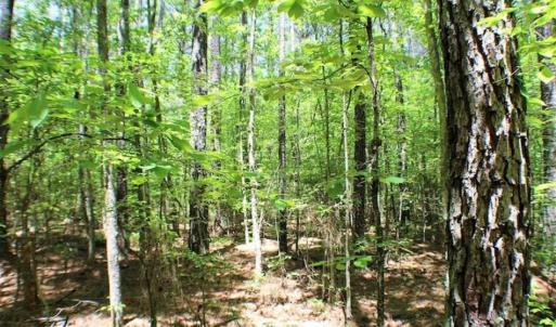 Photo of SOLD!!  5 Acres of Residential Land For Sale in Dinwiddie County VA!
