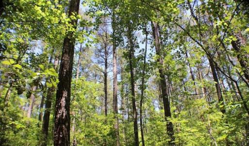 Photo of SOLD!!  5 Acres of Residential Land For Sale in Dinwiddie County VA!