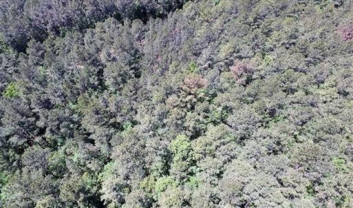 Photo of SOLD!!  5 Acres of Residential Land For Sale in Dinwiddie County VA!