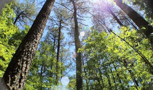 Photo of SOLD!!  5 Acres of Residential Land For Sale in Dinwiddie County VA!