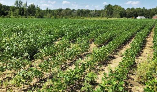 Photo of SOLD!!  21.98 Acres of Farming Hunting and Residential Land for Sale in Halifax County NC!