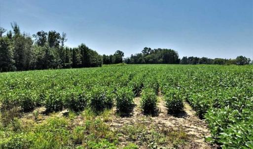 Photo of SOLD!!  21.98 Acres of Farming Hunting and Residential Land for Sale in Halifax County NC!