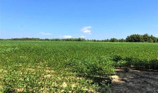 Photo of SOLD!!  21.98 Acres of Farming Hunting and Residential Land for Sale in Halifax County NC!