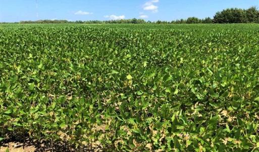 Photo of SOLD!!  21.98 Acres of Farming Hunting and Residential Land for Sale in Halifax County NC!
