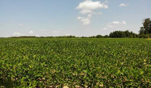 Photo of SOLD!!  21.98 Acres of Farming Hunting and Residential Land for Sale in Halifax County NC!